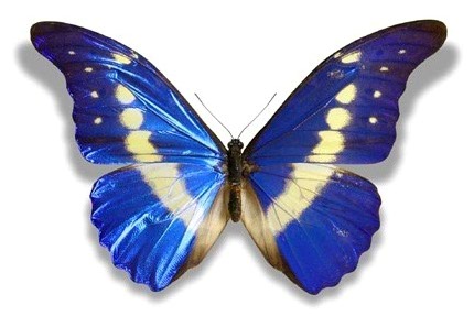 borboleta.jpg